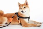 Touchdog 'Macaron' 2-in-1 Durable Nylon Dog Harness and Leash - Black - Small