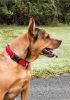 Pet Life 'Aero Mesh' 360 Degree Dual Sided Comfortable And Breathable Adjustable Mesh Dog Collar - Red - Medium