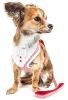 Pet Life Luxe 'Spawling' 2-In-1 Mesh Reversed Adjustable Dog Harness-Leash W/ Fashion Bowtie - Red - Small