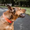 Pet Life 'Aero Mesh' 360 Degree Dual Sided Comfortable And Breathable Adjustable Mesh Dog Collar - Orange - Large