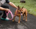 Pet Life 'Aero Mesh' 2-In-1 Dual Sided Comfortable And Breathable Adjustable Mesh Dog Leash-Collar - Pink - Large