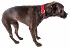 Pet Life 'Aero Mesh' 360 Degree Dual Sided Comfortable And Breathable Adjustable Mesh Dog Collar - Red - Medium